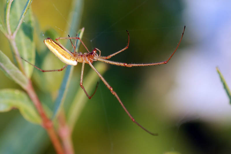 Tetragnatha sp.